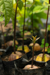 Plantulas de aguacate  en vivero