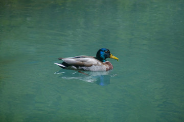 A blue headed duck in the water