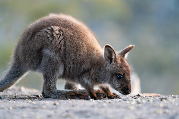 Cute wallaby joey in Tasmania, Australia - obrazy, fototapety, plakaty