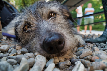 Dog in Botanical Garden