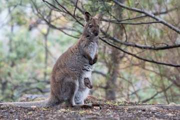 Wallaby with a baby joey in its pouch, Tasmania, Australia