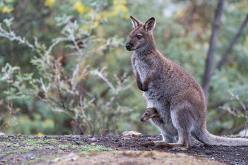 Naklejka na ściany i meble Wallaby with a baby joey in its pouch, Tasmania, Australia