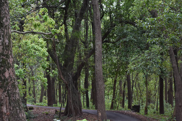 Nature Beautiful