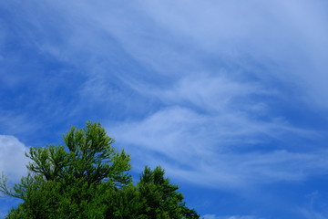 青空と木々