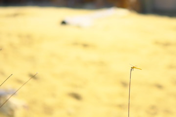 とんぼ © yao-mi93