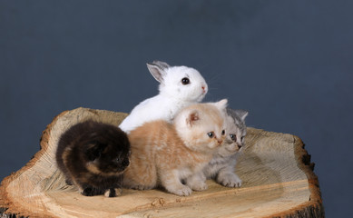 white little rabbit and little kittens