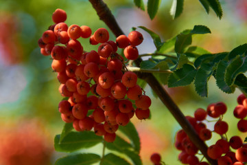red rowan