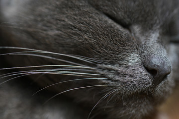 head photography sleeping grey cat with long whiskers, rest concept
