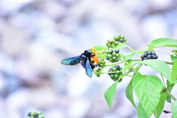 Nature Beautiful