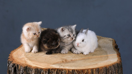 Obraz premium white little rabbit and little kittens