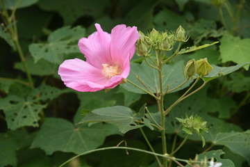 Cotton rose are one-day flowers with pink and white flowers from summer to autumn.