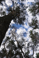 Tops of conifers