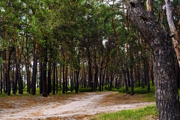 coniferous forest