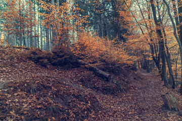 autumn trees in the forest, Indian Summer.