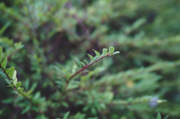 green grasses background