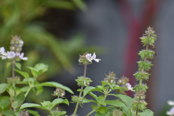 Nature Beautiful