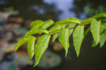 Green leave buds. Green leave background 