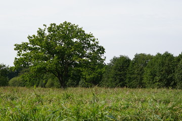 Obraz premium Landschaft der Aalbeek-Niederung