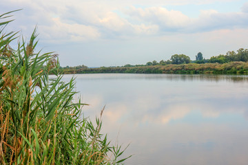 pond with reeds as a species