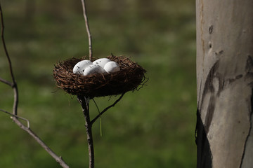 Bird nest and eggs in eucalyptus tree