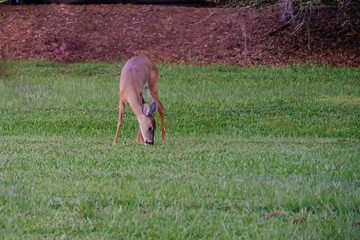 White-Tailed Deer In The Forest