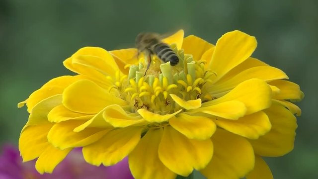 Eine Honigbiene krabbelt auf einer gelben Zinnenbl&uuml;te