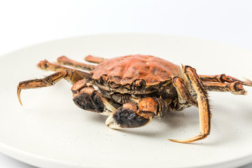 Crab on a white background