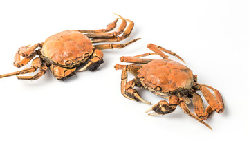 Crab on a white background