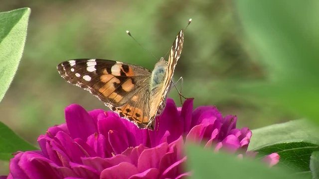 Ein Distelfalter (Schmetterling) in Gro&szlig;aufnahme auf einer rosa Zinnie