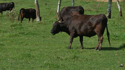 Fototapeta premium 黒毛和牛