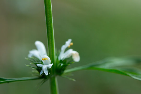 Ocimen Bilder Durchsuchen 59 Archivfotos, und Videos