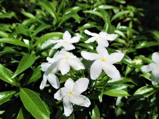 white calla lily of valley