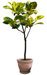 Fototapeta premium plants isolated on white background