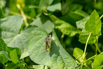 two butterflies on leaf