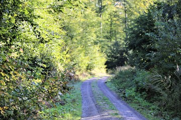 path in the forest