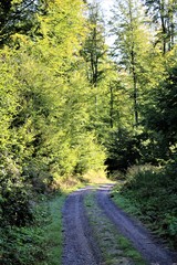 path in forest