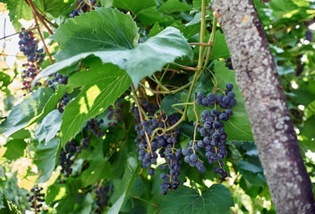 branch of grape