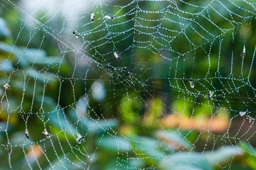 Panorama Spinnennetz mit insekten und Wassertropfen