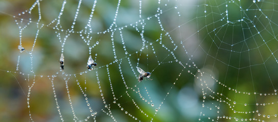 Panorama Spinnennetz mit insekten und Wassertropfen
