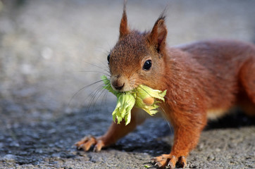Nahaufnahme vom Eichhörnchen mit einer Haselnuss