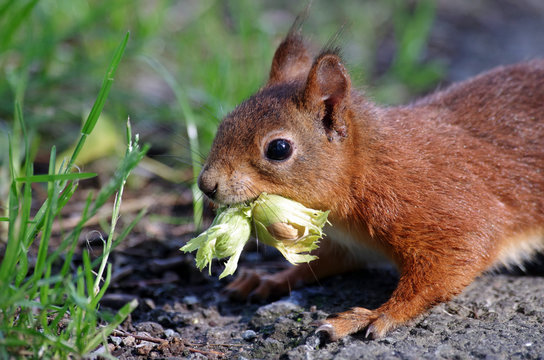 nahaufnahme vom eichh&ouml;rnchen mit nuss
