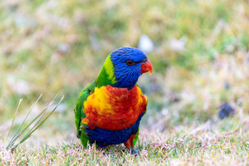Rainbow Lorikeet on the grass