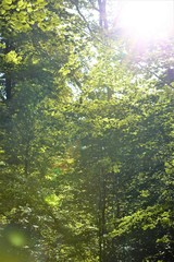 flowers in the forest