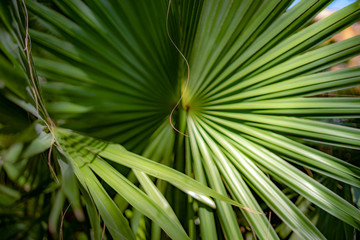 leaf of palm tree
