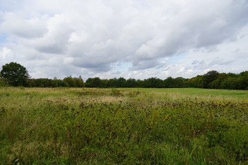 Fototapeta premium Brache an der Trave