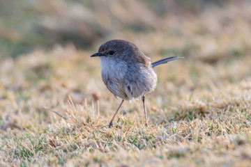 Male Fairy-wren in Non-breeding Plummage and showing signs of colour change