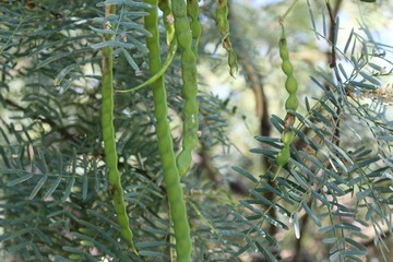 This shrub or small arborescence, taxonomically ranked as Prosopis Glandulosa and casually...