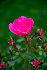 Pinke Rose