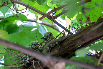 Two chicks of a pigeon (Streptopelus capicola) look from the nes
