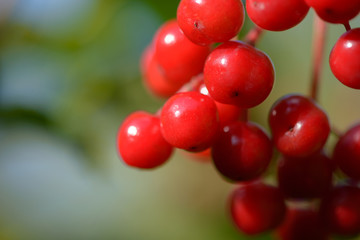 Red ripe berries of viburnum. A branch of red viburnum in the garden or in the forest. Autumn berry, colorful natural background. Wallpaper or image for design with viburnum. Guelder rose.